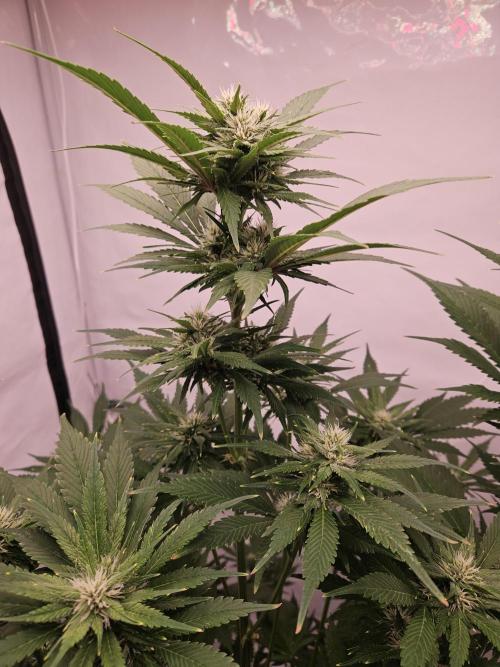 Banana Purple Punch RF3 December 2025. Week 6