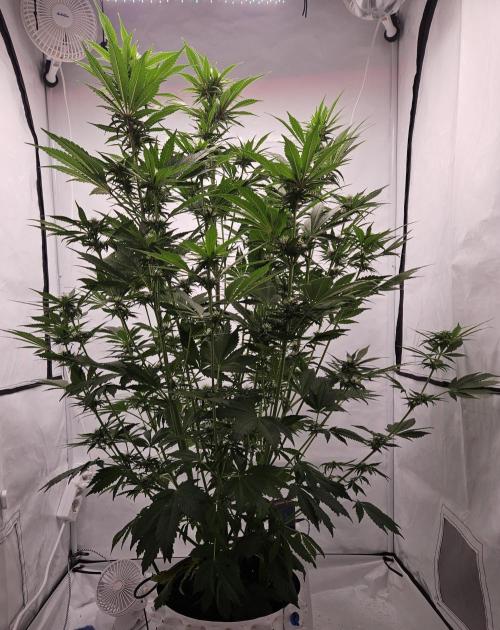 Banana Purple Punch RF3 December 2025. Week 6