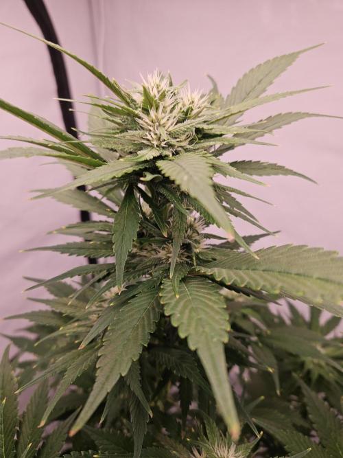 Banana Purple Punch RF3 December 2025. Week 6