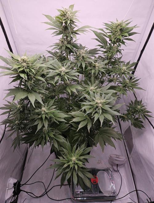 Banana Purple Punch RF3 December 2025. Week 7