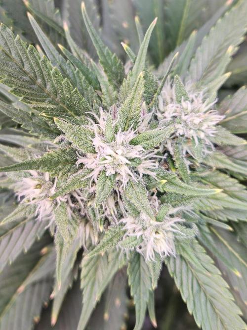 Banana Purple Punch RF3 December 2025. Week 7