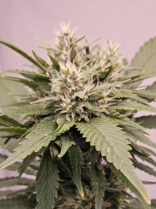 Banana Purple Punch RF3 December 2025. Week 7