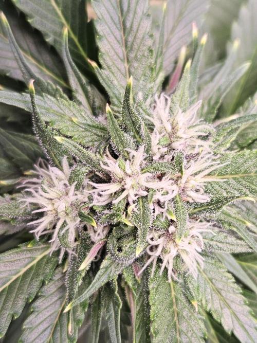 Banana Purple Punch RF3 December 2025. Week 7