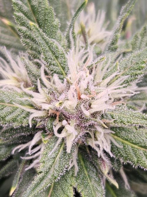 Banana Purple Punch RF3 December 2025. Week 7