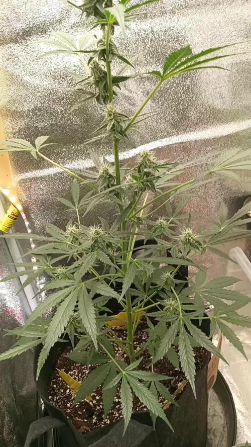 Medusa F1 royal queen seeds plant 1