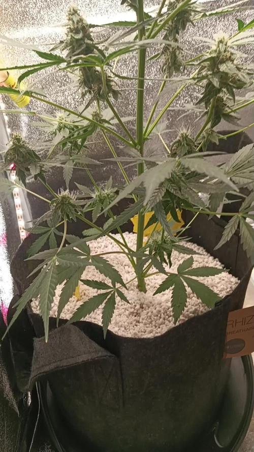 Medusa F1 royal queen seeds plant 1