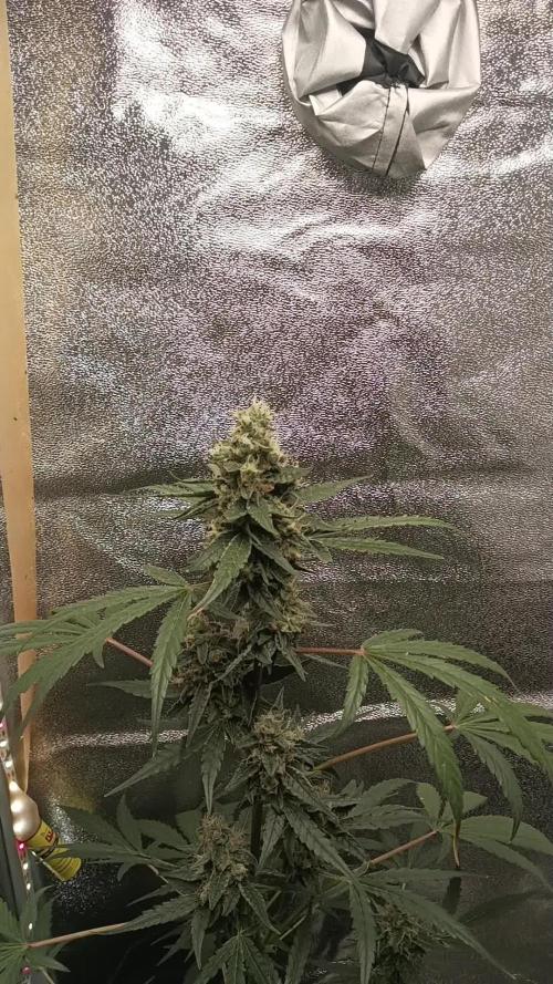 F1 Medusa #1