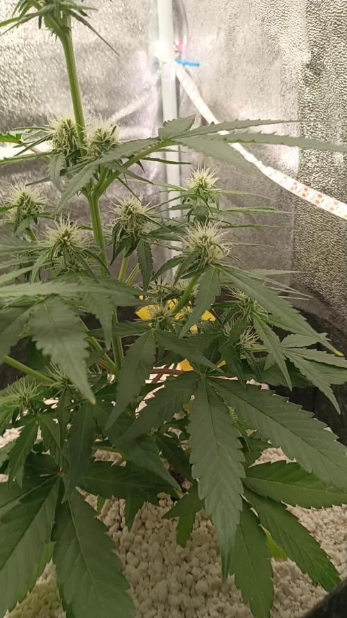 F1 Medusa #2