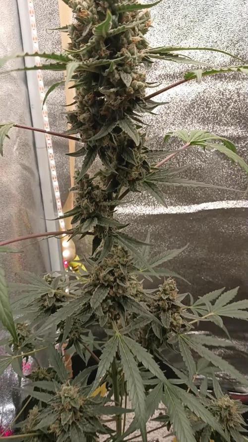 F1 Medusa #1