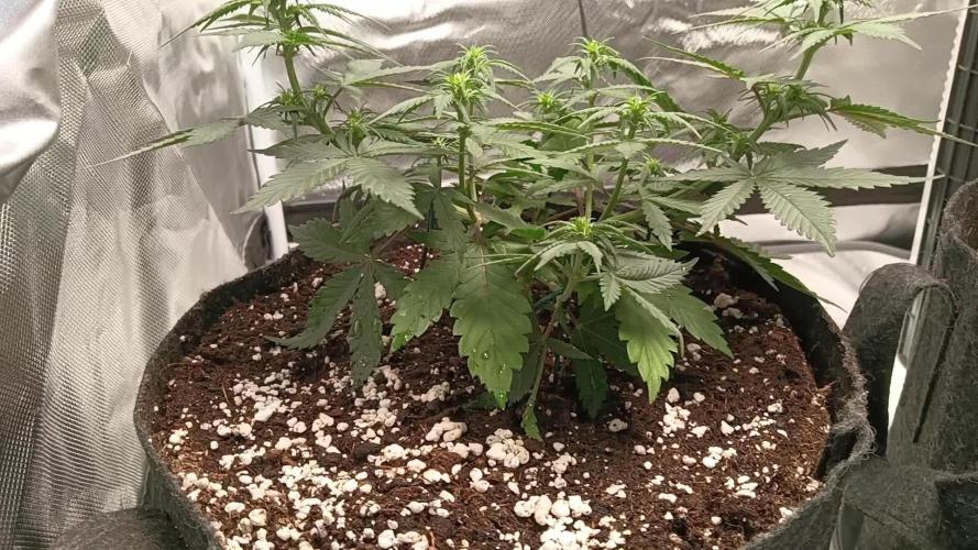 Fast buds strawberry gorilla  🍓🦍