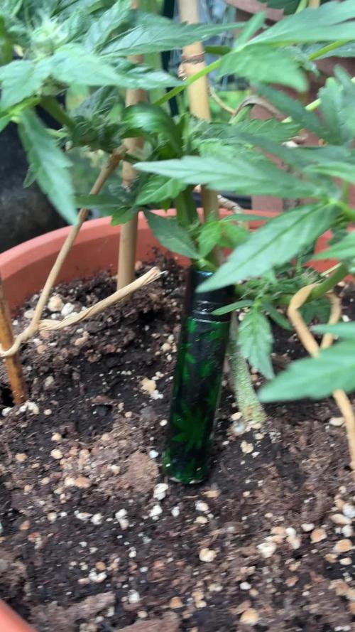 Epsilon- F1 -  auto. Outdoor
