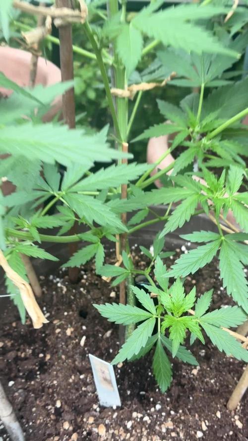 Mix Grow Outdoor