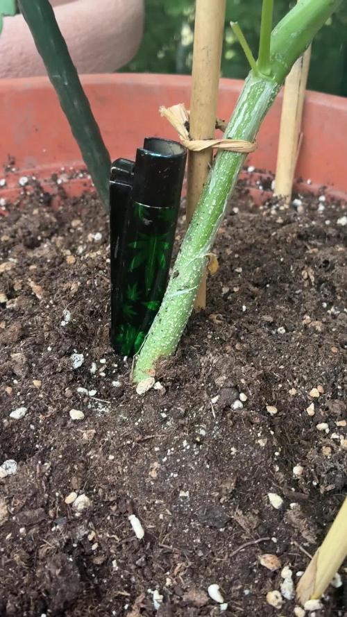 Mix Grow Outdoor