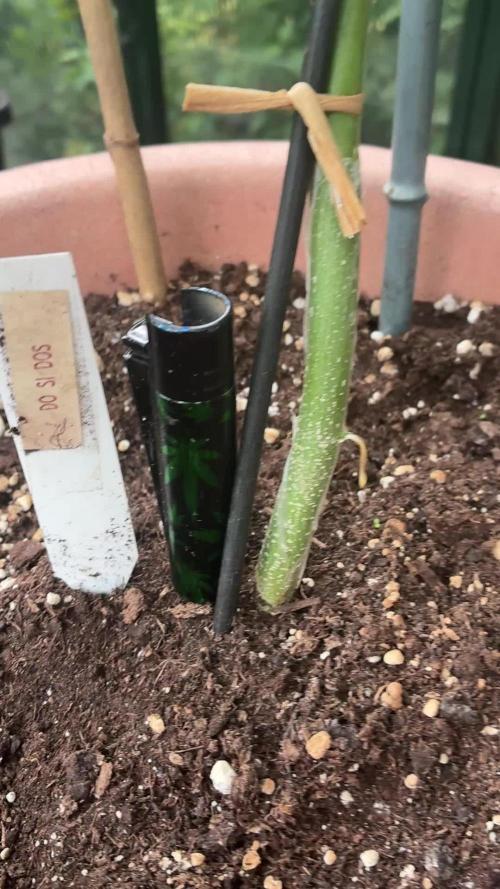 Mix Grow Outdoor
