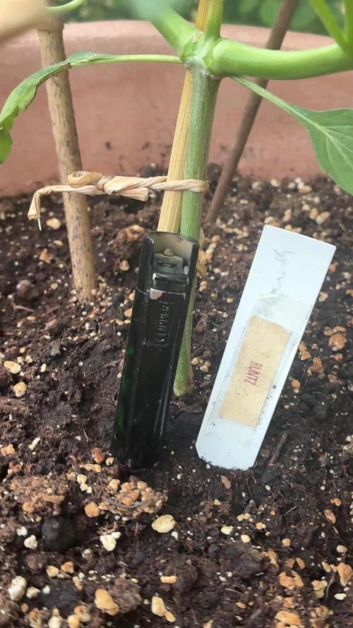 Mix Grow Outdoor