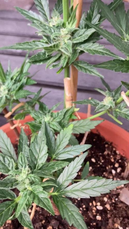 Epsilon- F1 -  auto. Outdoor