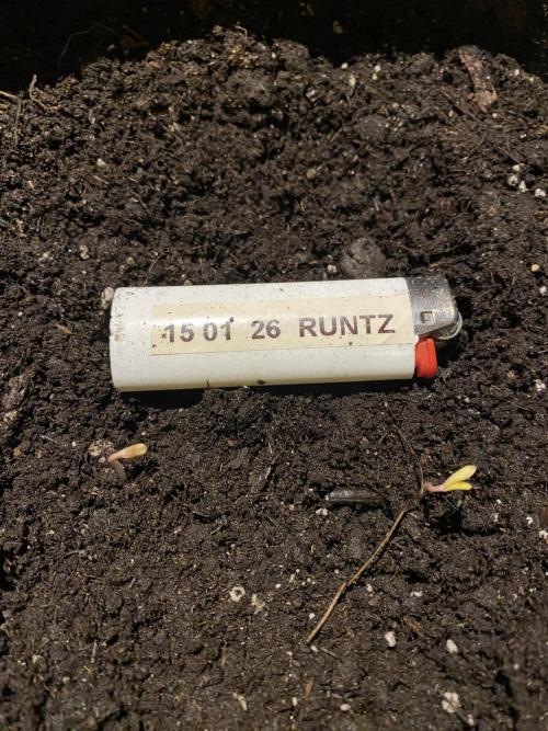 EPICC/CAPTAIN/RUNTZ/FirstTentGrow. Week 0