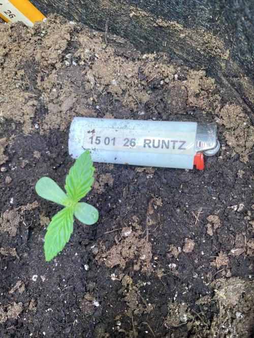 EPICC/CAPTAIN/RUNTZ/FirstTentGrow. Week 1