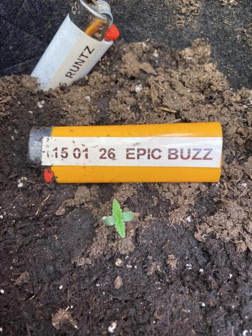 EPICC/CAPTAIN/RUNTZ/FirstTentGrow. Week 1