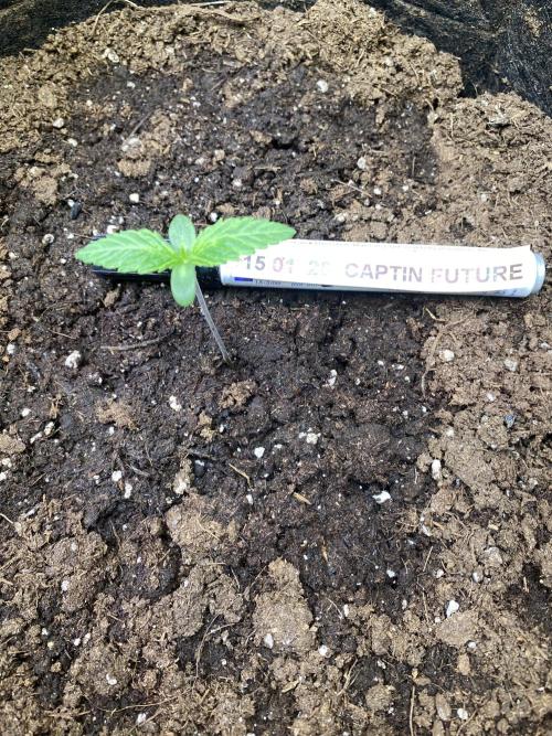 EPICC/CAPTAIN/RUNTZ/FirstTentGrow. Week 1