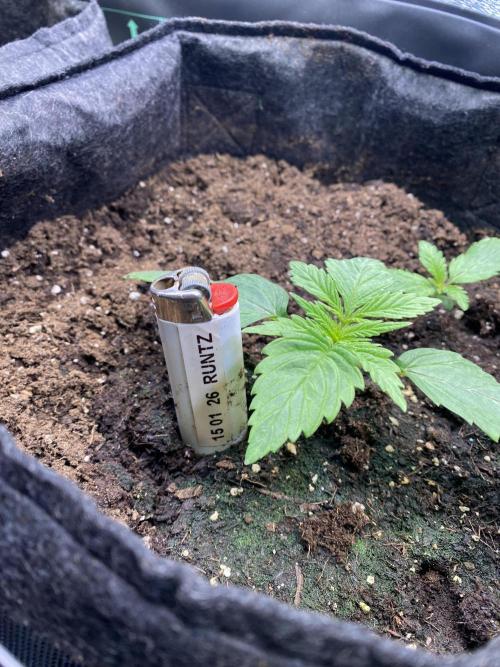 EPICC/CAPTAIN/RUNTZ/FirstTentGrow. Week 2 - Runtz Nr.1