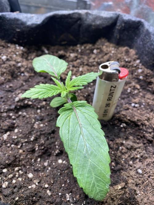 EPICC/CAPTAIN/RUNTZ/FirstTentGrow. Week 2 - Runtz Nr.2