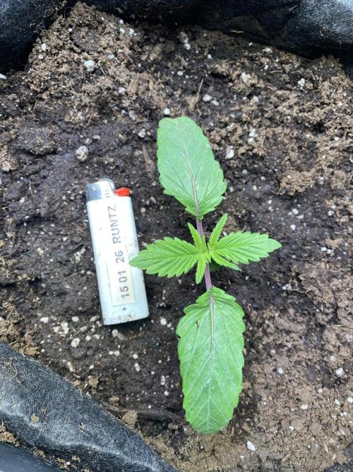 EPICC/CAPTAIN/RUNTZ/FirstTentGrow. Week 2 - Runtz Nr.2