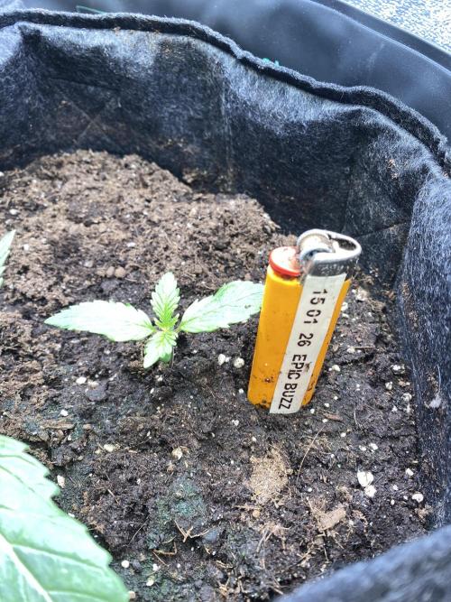 EPICC/CAPTAIN/RUNTZ/FirstTentGrow. Week 2 - Epic Buzz