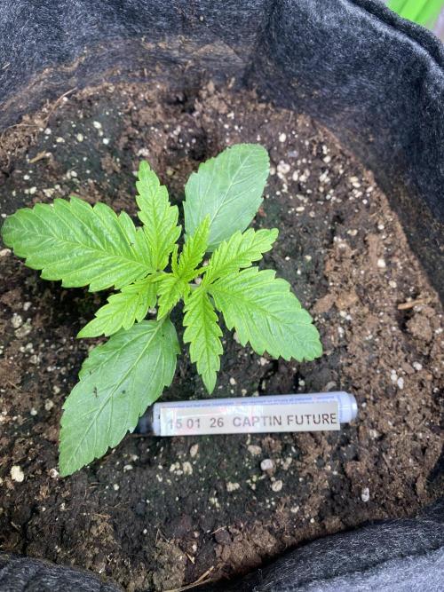 EPICC/CAPTAIN/RUNTZ/FirstTentGrow. Week 2 - Captain Future 