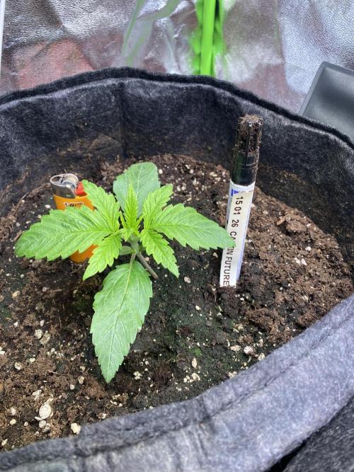 EPICC/CAPTAIN/RUNTZ/FirstTentGrow. Week 2 - Captain Future 