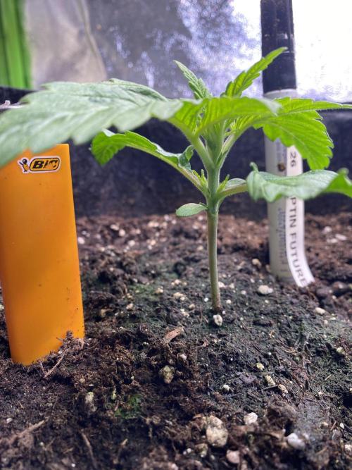 EPICC/CAPTAIN/RUNTZ/FirstTentGrow. Week 2 - Captain Future 