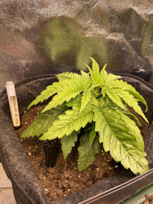 EPICC/CAPTAIN/RUNTZ/FirstTentGrow. Week 3 - Captain Future 