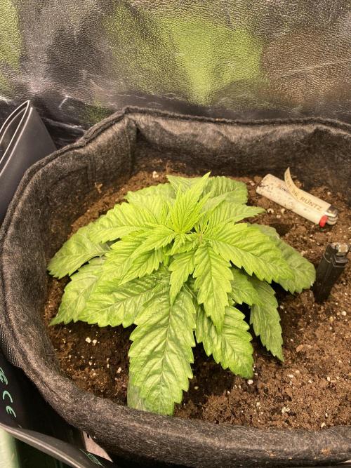 EPICC/CAPTAIN/RUNTZ/FirstTentGrow. Week 3 - Runtz #1