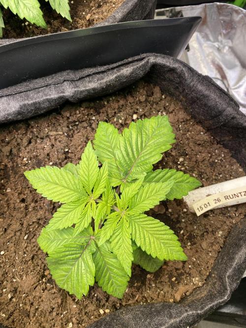 EPICC/CAPTAIN/RUNTZ/FirstTentGrow. Week 3 - Runtz #2