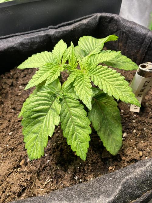 EPICC/CAPTAIN/RUNTZ/FirstTentGrow. Week 3 - Runtz #2