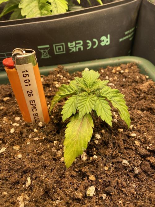 EPICC/CAPTAIN/RUNTZ/FirstTentGrow. Week 3 - Epic Buzz 