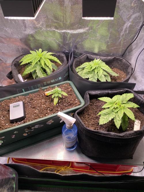 EPICC/CAPTAIN/RUNTZ/FirstTentGrow. Week 3