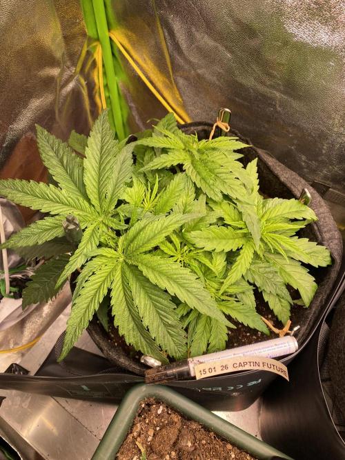 EPICC/CAPTAIN/RUNTZ/FirstTentGrow. Week 4 - Captain Future 