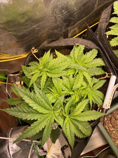 EPICC/CAPTAIN/RUNTZ/FirstTentGrow. Week 4 - Captain Future 