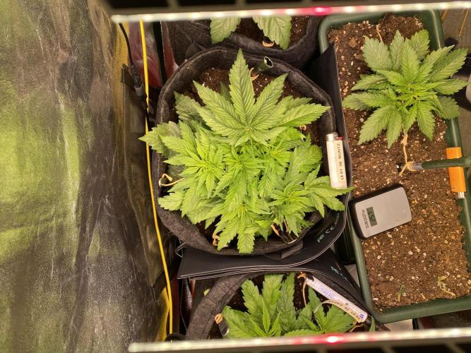 EPICC/CAPTAIN/RUNTZ/FirstTentGrow. Week 4 - Runtz #1