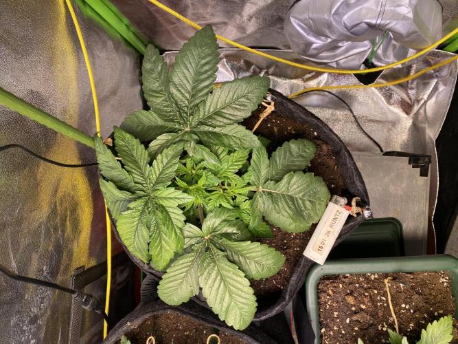 EPICC/CAPTAIN/RUNTZ/FirstTentGrow. Week 4 - Runtz #2