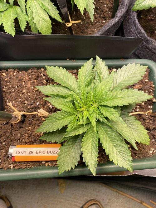 EPICC/CAPTAIN/RUNTZ/FirstTentGrow. Week 4 - Epic Buzz 