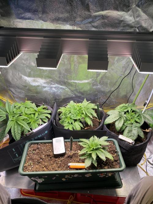 EPICC/CAPTAIN/RUNTZ/FirstTentGrow. Week 4