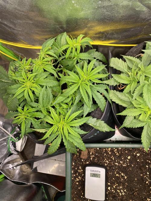 EPICC/CAPTAIN/RUNTZ/FirstTentGrow. Week 5 - Captain Future 