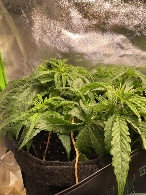 EPICC/CAPTAIN/RUNTZ/FirstTentGrow. Week 5 - Captain Future 