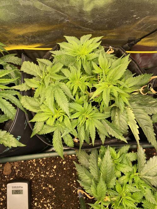 EPICC/CAPTAIN/RUNTZ/FirstTentGrow. Week 5 - Runtz #1