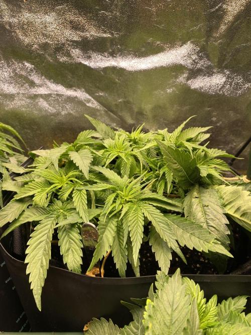 EPICC/CAPTAIN/RUNTZ/FirstTentGrow. Week 5 - Runtz #1