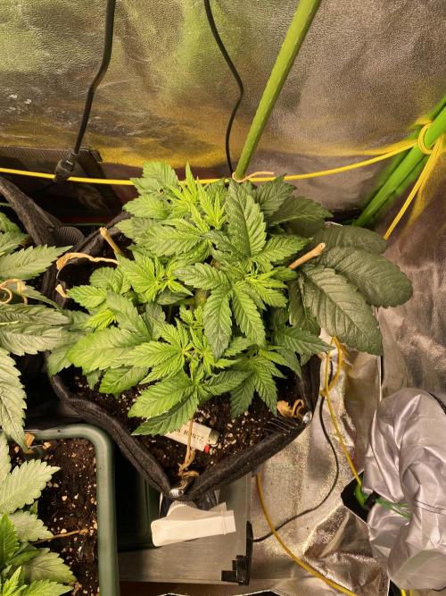 EPICC/CAPTAIN/RUNTZ/FirstTentGrow. Week 5 - Runtz #2