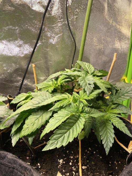 EPICC/CAPTAIN/RUNTZ/FirstTentGrow. Week 5 - Runtz #2