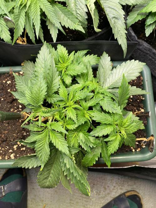 EPICC/CAPTAIN/RUNTZ/FirstTentGrow. Week 5 - Epic Buzz